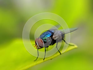 TheÃÂ houseflyÃÂ & x28;Musca domeia& x29; is a fly of the suborder Cyclorrhapha. It is believed to have evolved in the Cenozoic Era, photo